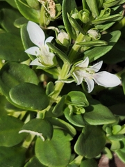 Teucrium townsendii