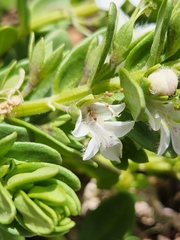 Teucrium townsendii