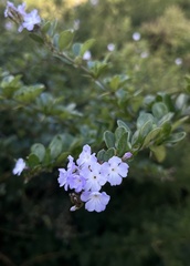 Duranta triacantha