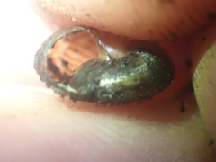 Thalassohelix igniflua