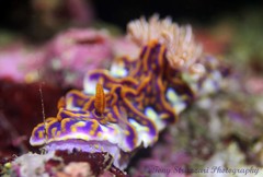 Miamira flavicostata