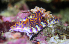 Miamira flavicostata