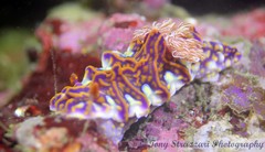 Miamira flavicostata