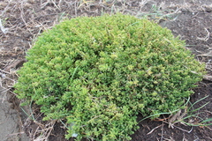 Suaeda novae-zelandiae