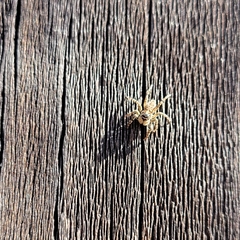 Menemerus semilimbatus