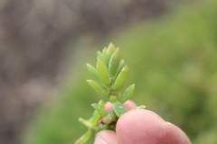 Suaeda novae-zelandiae