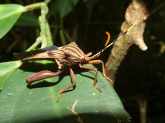 Spathophora
