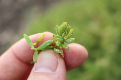 Suaeda novae-zelandiae
