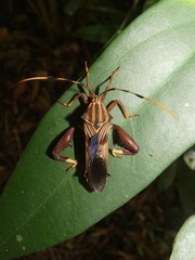 Spathophora