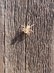 Menemerus semilimbatus