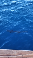 Acanthocybium solandri