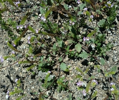 Phacelia suaveolens