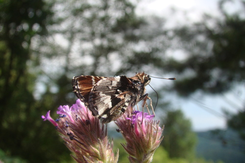 Jora Skipper