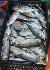 Selar crumenophthalmus
