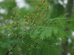 Albizia tomentosa