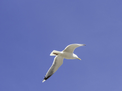 Larus argentatus