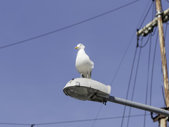 Larus argentatus