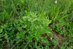 Potentilla inclinata