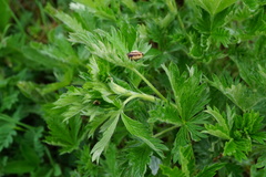 Potentilla inclinata