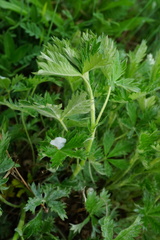 Potentilla inclinata