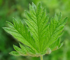 Potentilla inclinata