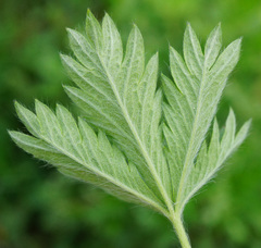 Potentilla inclinata