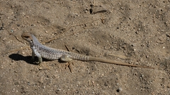 Dipsosaurus dorsalis