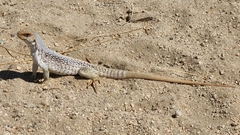 Dipsosaurus dorsalis