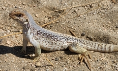 Dipsosaurus dorsalis