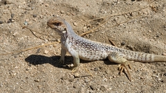 Dipsosaurus dorsalis