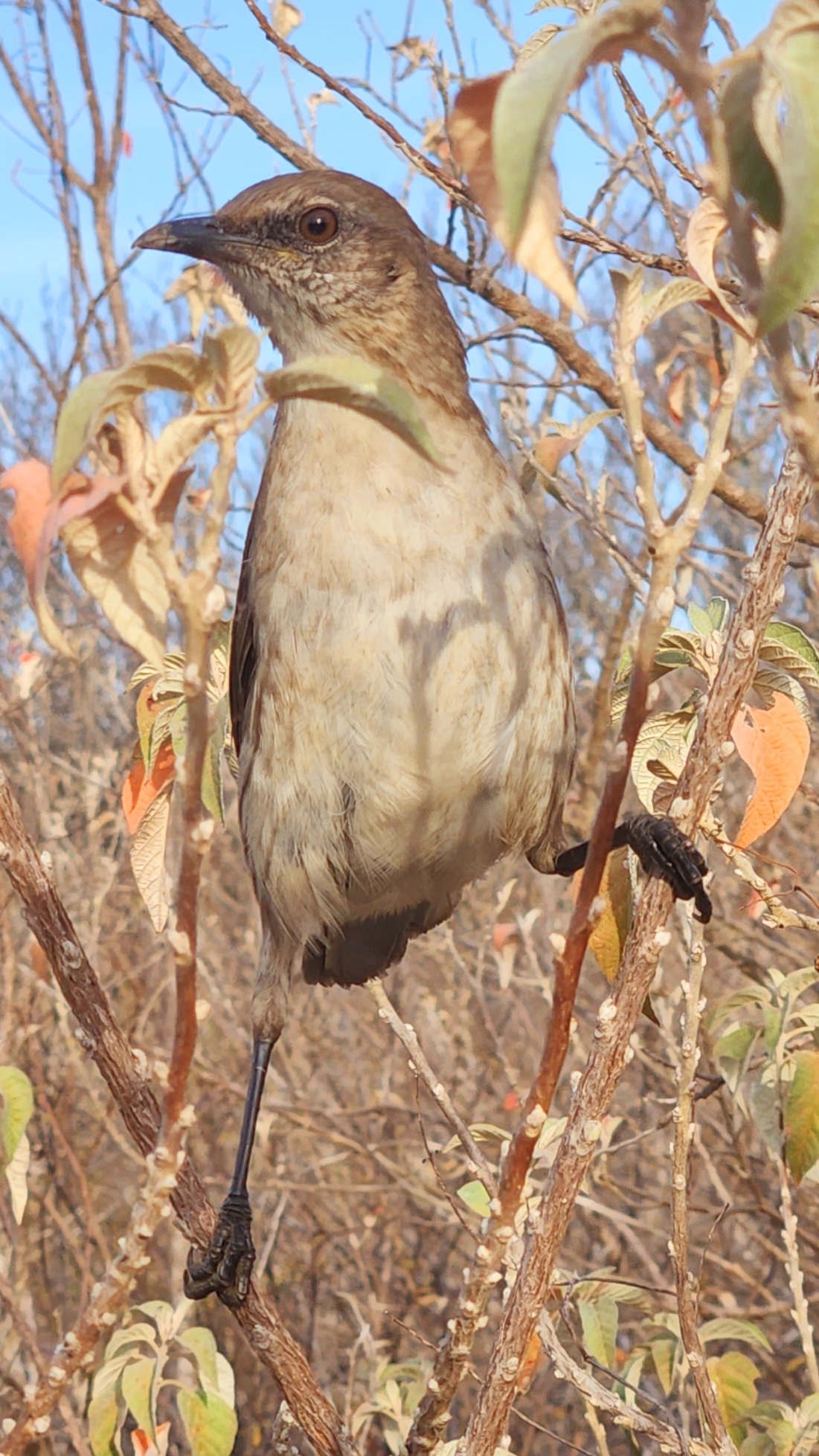 Socorro Mockingbird illustration