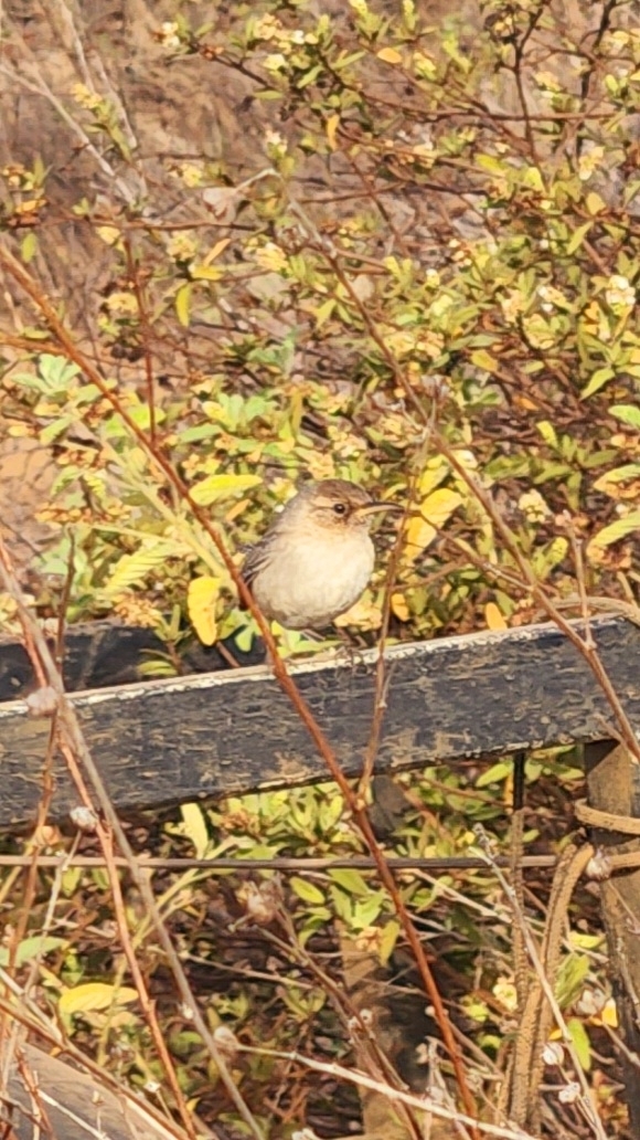Socorro Wren (Troglodytes sissonii), photo 4