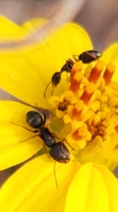 Camponotus socorroensis
