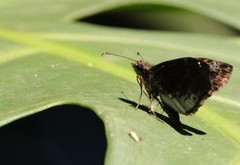 Gorgythion begga begga