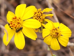 Bahiopsis chenopodina