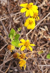 Bahiopsis chenopodina