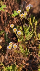 Erigeron socorrensis