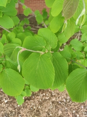 Viburnum lantanoides