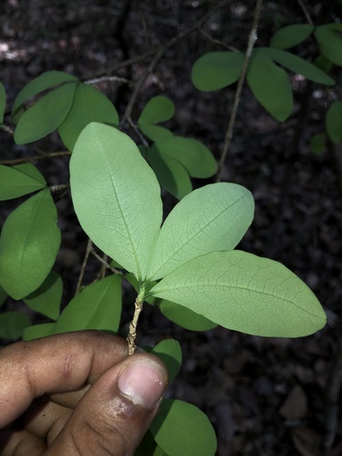 Erythroxylum havanense image