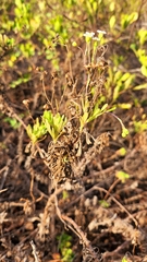 Erigeron socorrensis