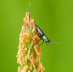 Cordylepherus viridis