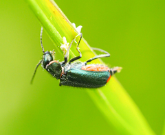 Cordylepherus viridis