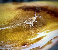 Entomobryinae