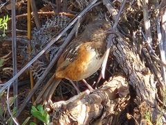 Pipilo maculatus socorroensis