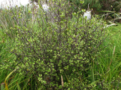 Coprosma tenuicaulis