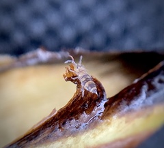 Entomobryinae