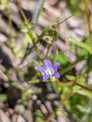Githopsis diffusa robusta