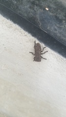 Zopherinae