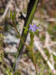 Githopsis diffusa robusta