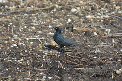 Euphagus